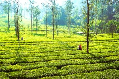Aysha Plantations tea estate in Wayanad